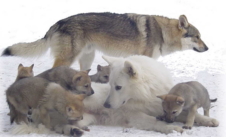 Reincarnation into a wolf